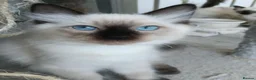 Ragdoll cats for sale: GCCF Registered ragdoll kittens available 28 Aug.  - Advert 2