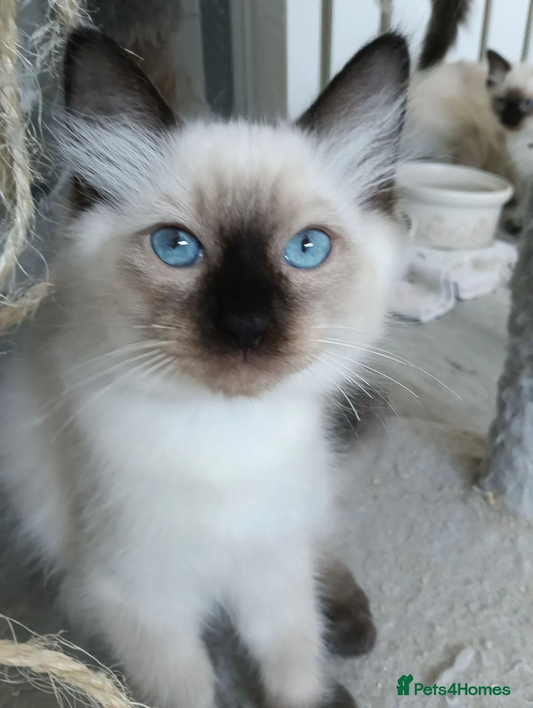 Ragdoll cats for sale: GCCF Registered ragdoll kittens available 28 Aug.  - Advert 2