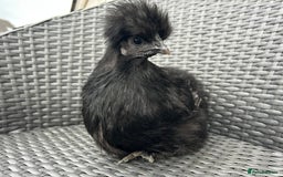 Chickens poultry for sale: Show quality silkie hen pair - Image 1