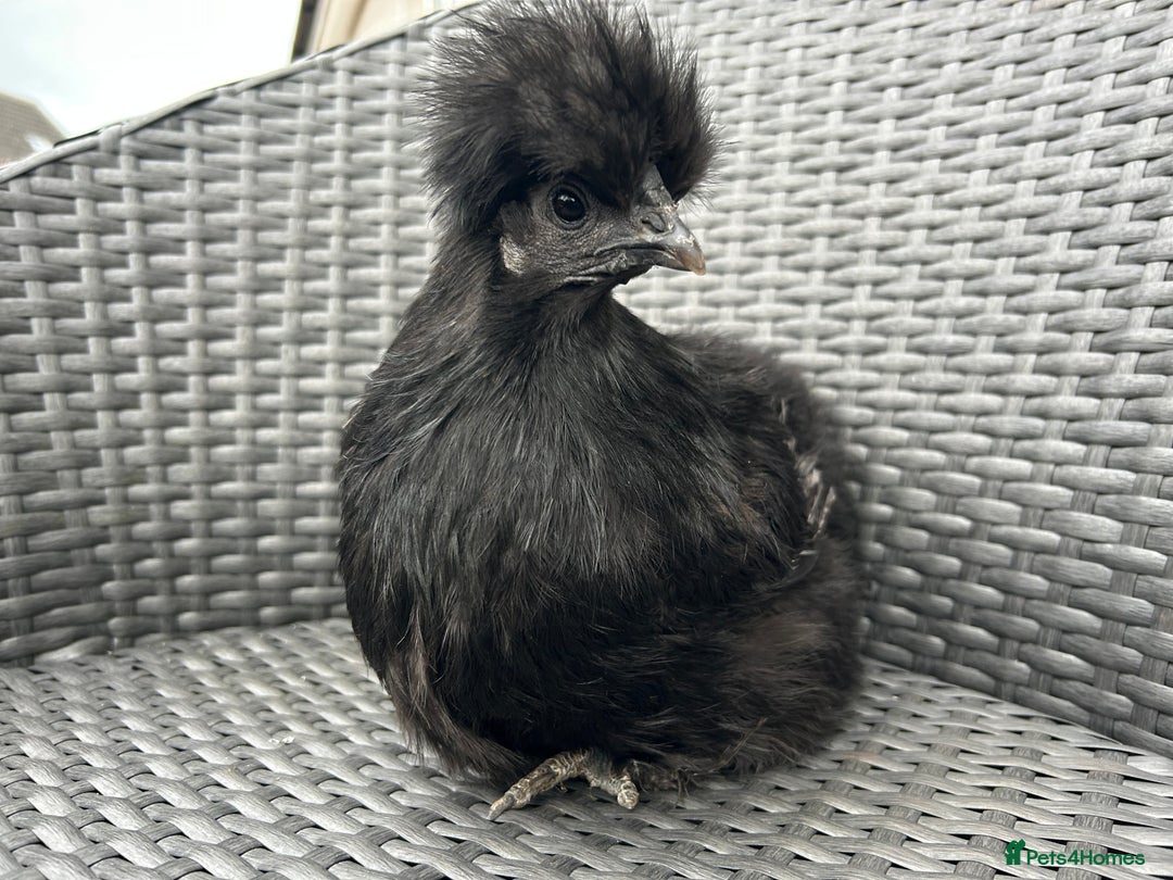 Chickens poultry for sale: Show quality silkie hen pair - Image 1