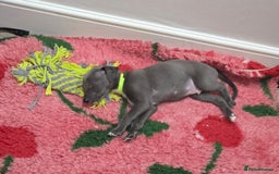 Mixed Breed dogs for sale: Whippet cross puppies - Image 6