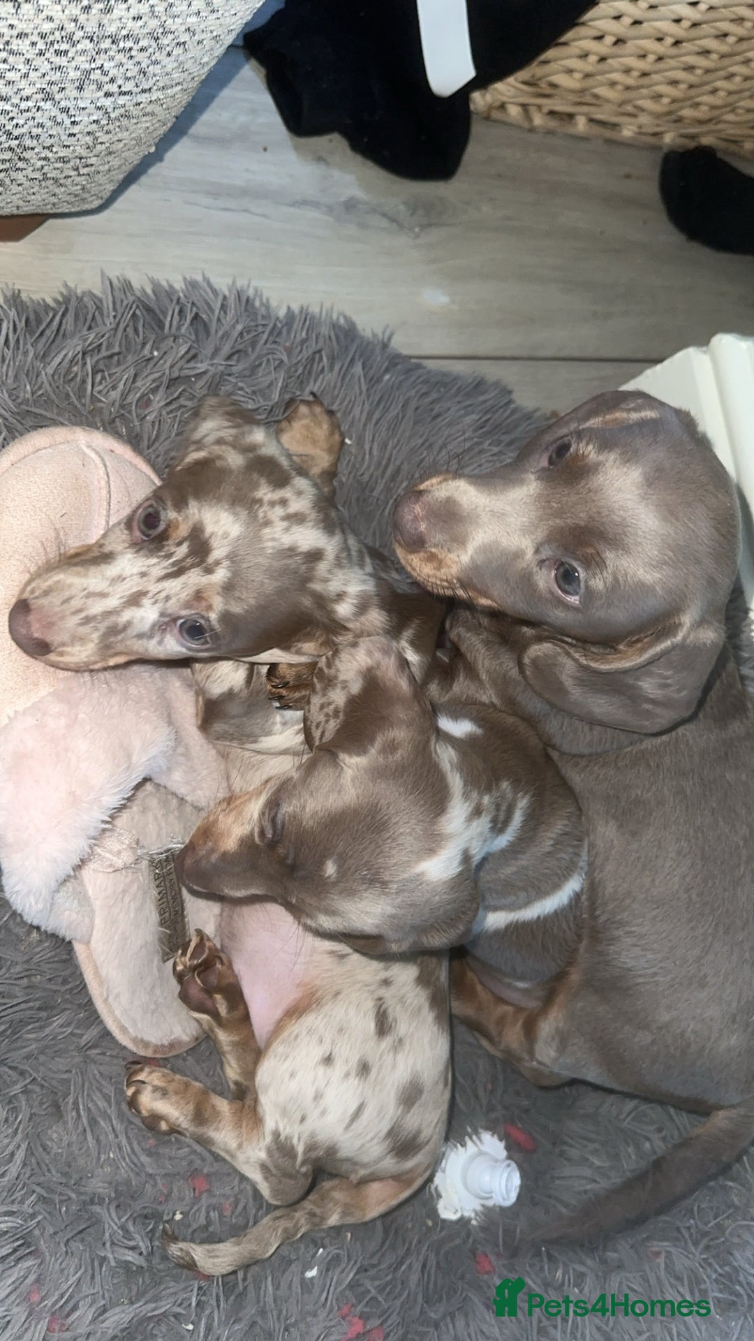 Miniature Dachshund dogs for sale: Mini dachshund kc registered  - Advert 4