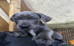 Mixed Breed dogs for sale: Cane corso/Great Dane puppies for sale ✨✨ - Image 31