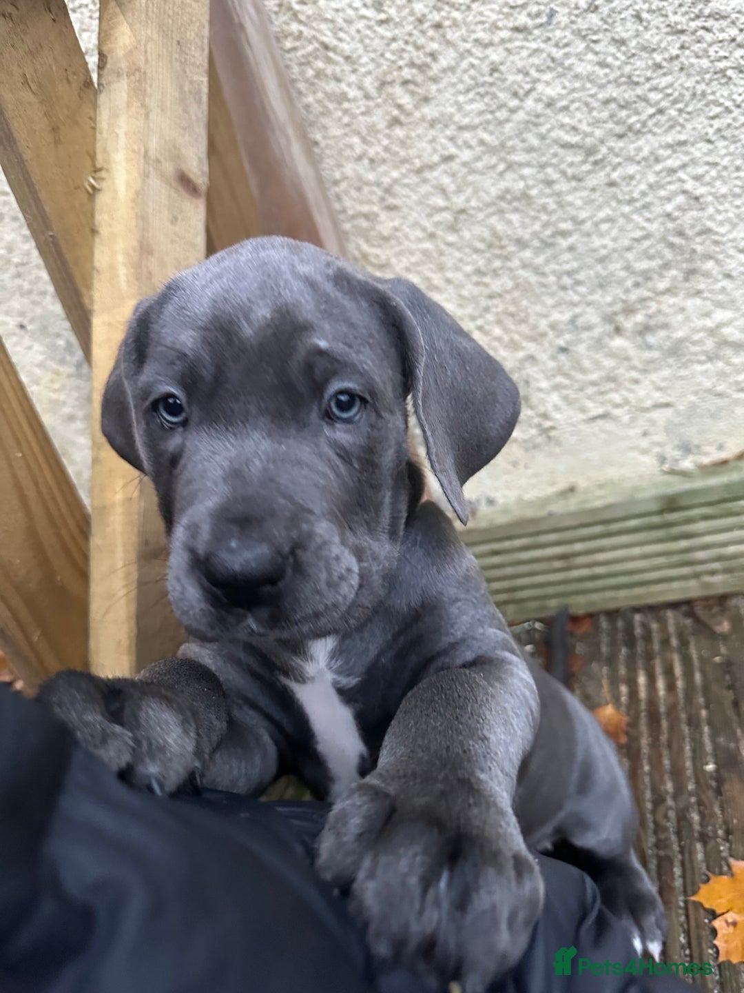 Mixed Breed dogs for sale: Cane corso/Great Dane puppies for sale ✨✨ - Image 31
