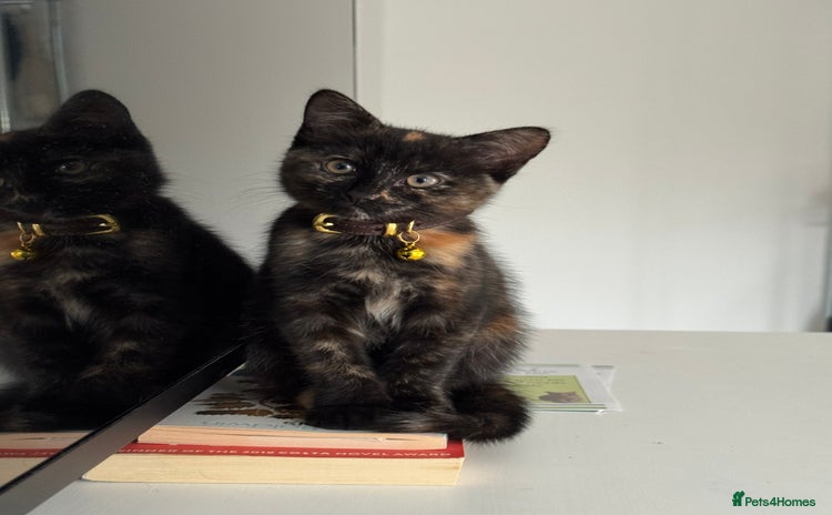 Mixed Breed cats - Advert 11
