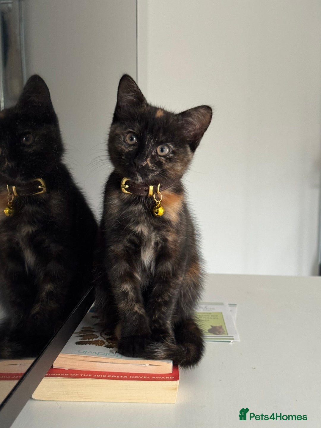 Mixed Breed cats for sale: Tortie Kitten Seeking a Loving Home 🧡 - Image 1