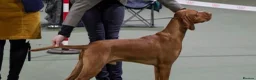 Hungarian Vizsla dogs for sale: Stunning KC Registered Hungarian Vizslas - Advert 15