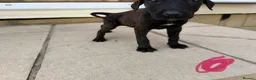 Mixed Breed dogs for sale: Puppies Ready to go the 31st - Advert 6