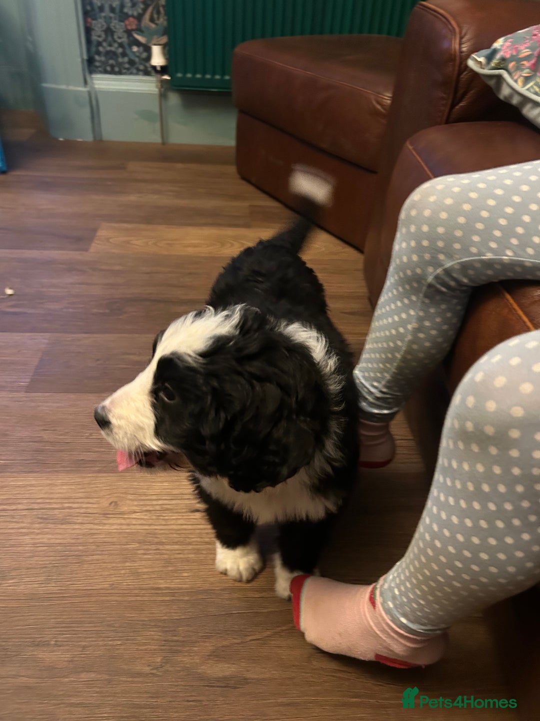 Bernedoodle dogs for sale: Two Gorgeous Bernedoodle Girls - Advert 7