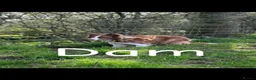 Mixed Breed dogs for sale: Collie Wheaten greyhound pups  - Advert 8