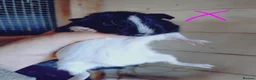 Guinea Pig rodents for sale: Males baby's and a female baby - Advert 4