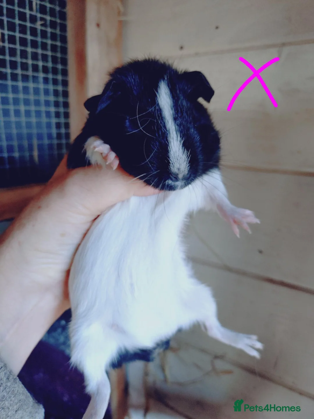 Guinea Pig rodents for sale: Males baby's and a female baby - Advert 4