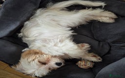 Cavapoo dogs for sale: Cavapoo female puppy  - Image 2