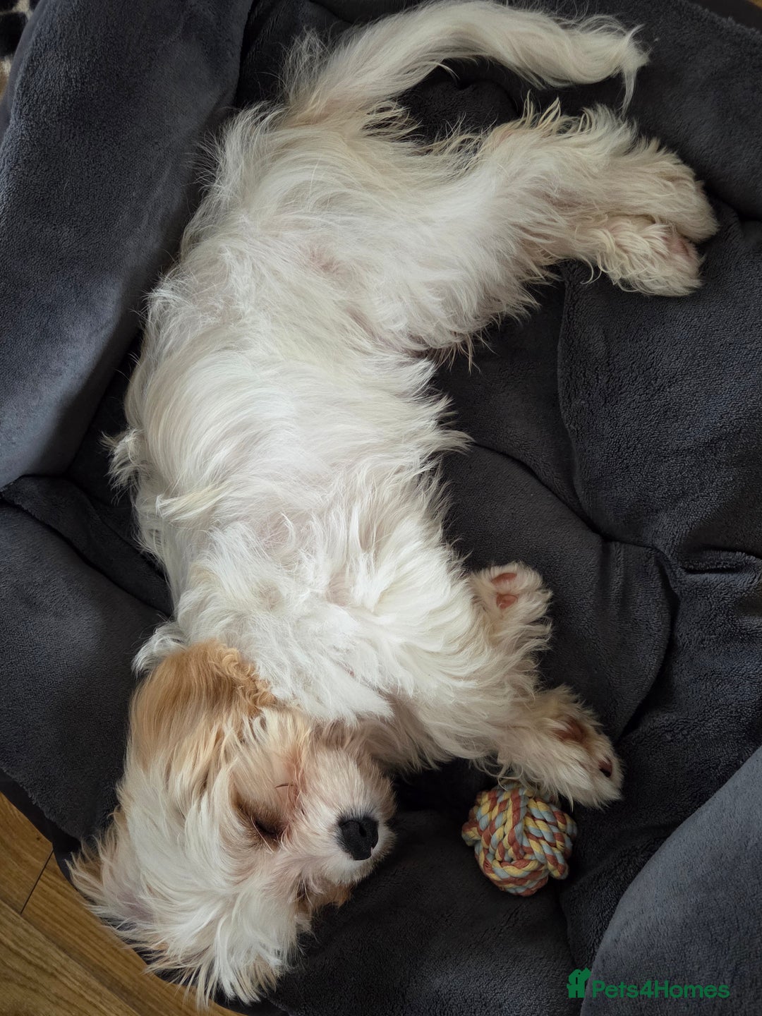 Cavapoo dogs for sale: Cavapoo female puppy  - Image 2