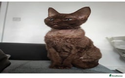 Devon Rex cats for sale: Devon rex girl  - Image 2