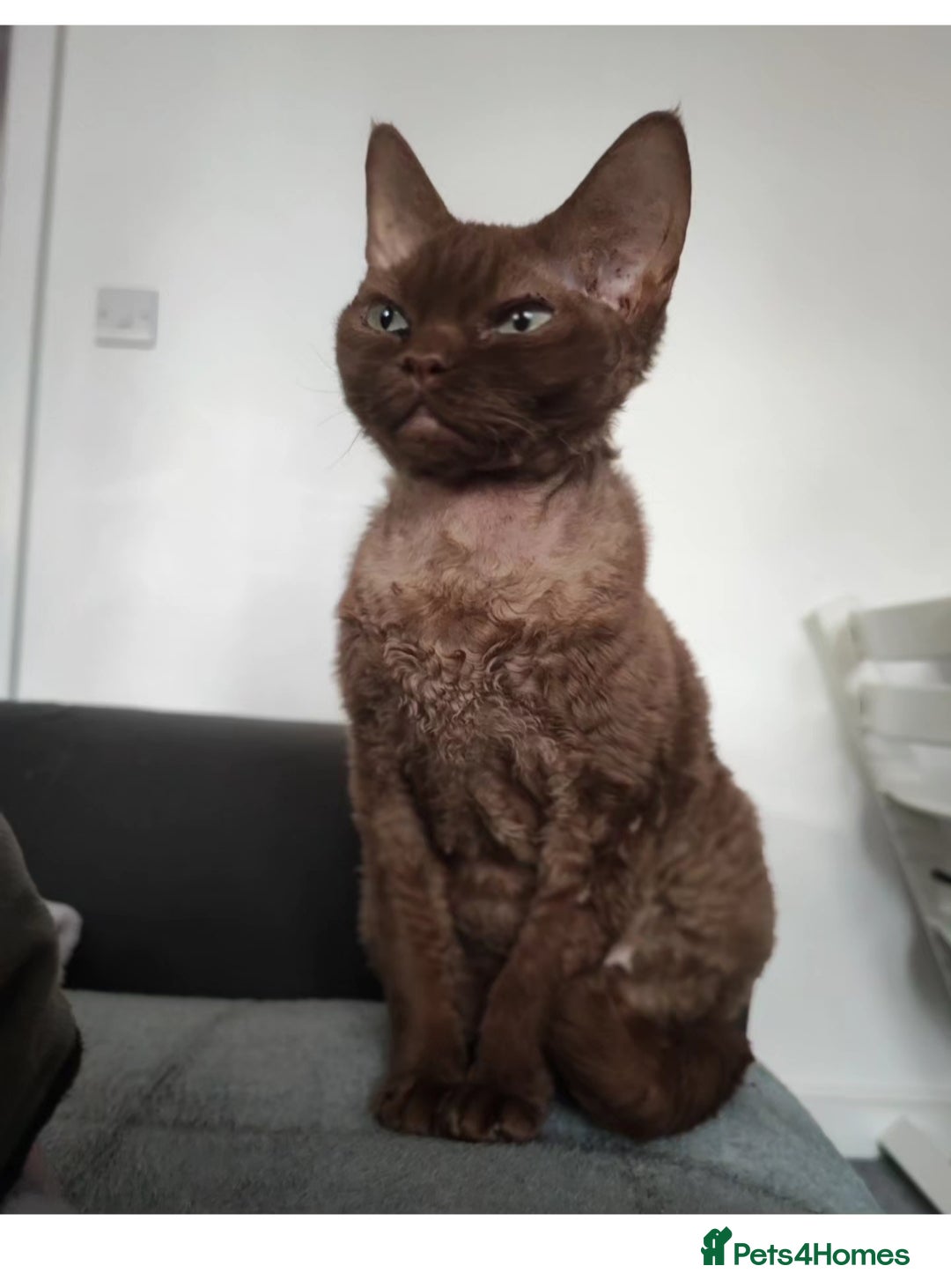 Devon Rex cats for sale: Devon rex girl  - Image 2