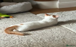 British Longhair cats for sale: Champion line PEDIGREE BLH/BSH kittens 🩵🩷💙 - Image 12