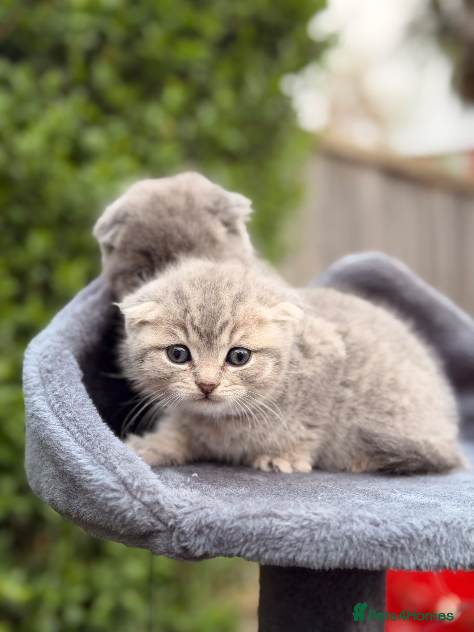 Scottish Fold cats Vaccinated and ready to go kittens ♥️ - Advert 2