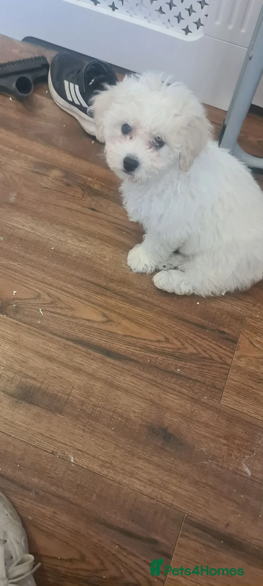 Bichon Frise dogs for sale: Beautiful female bichon frise - Advert 2