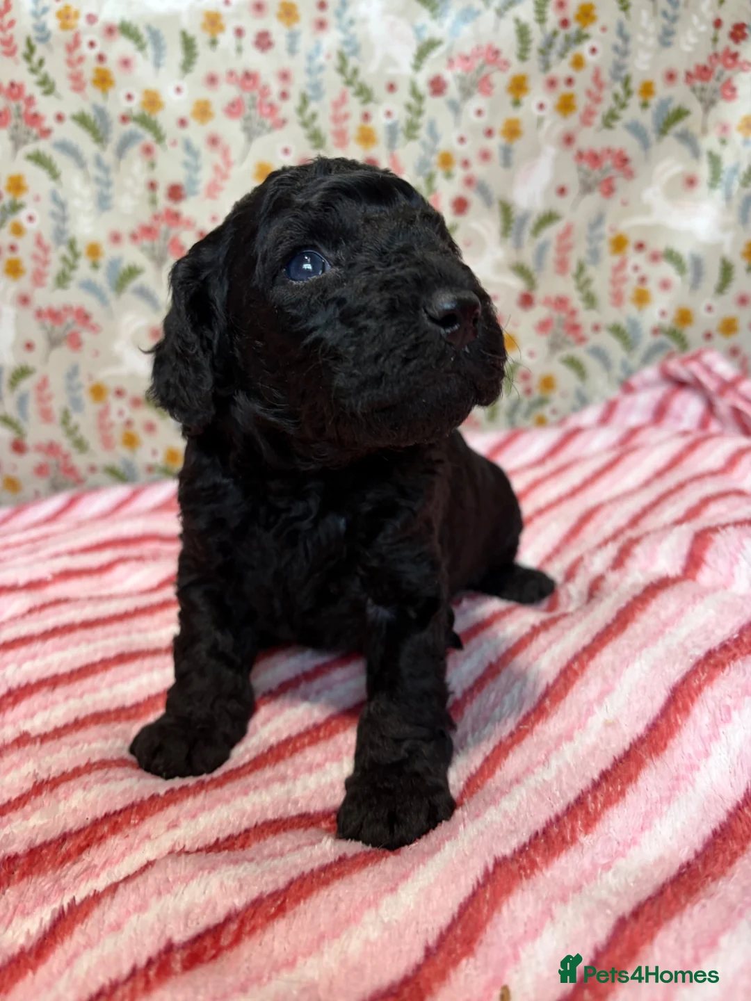 Cockapoo dogs for sale: F1b cockapoo puppies. Health tested parents.  - Advert 2