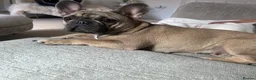 French Bulldog dogs for sale: Beautiful 1 year Old Female French Bulldog - Advert 1