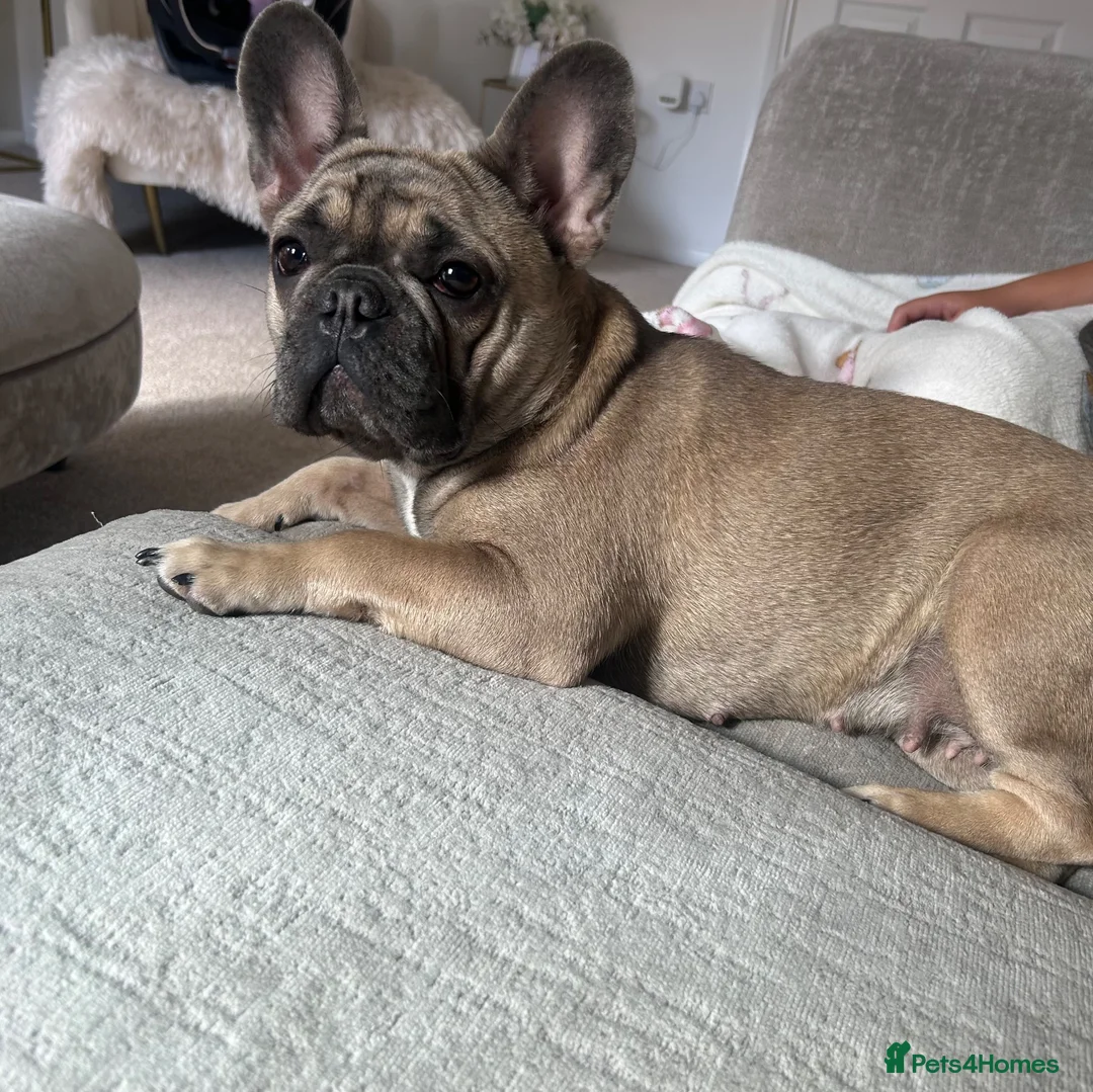 French Bulldog dogs for sale: Beautiful 1 year Old Female French Bulldog - Advert 1