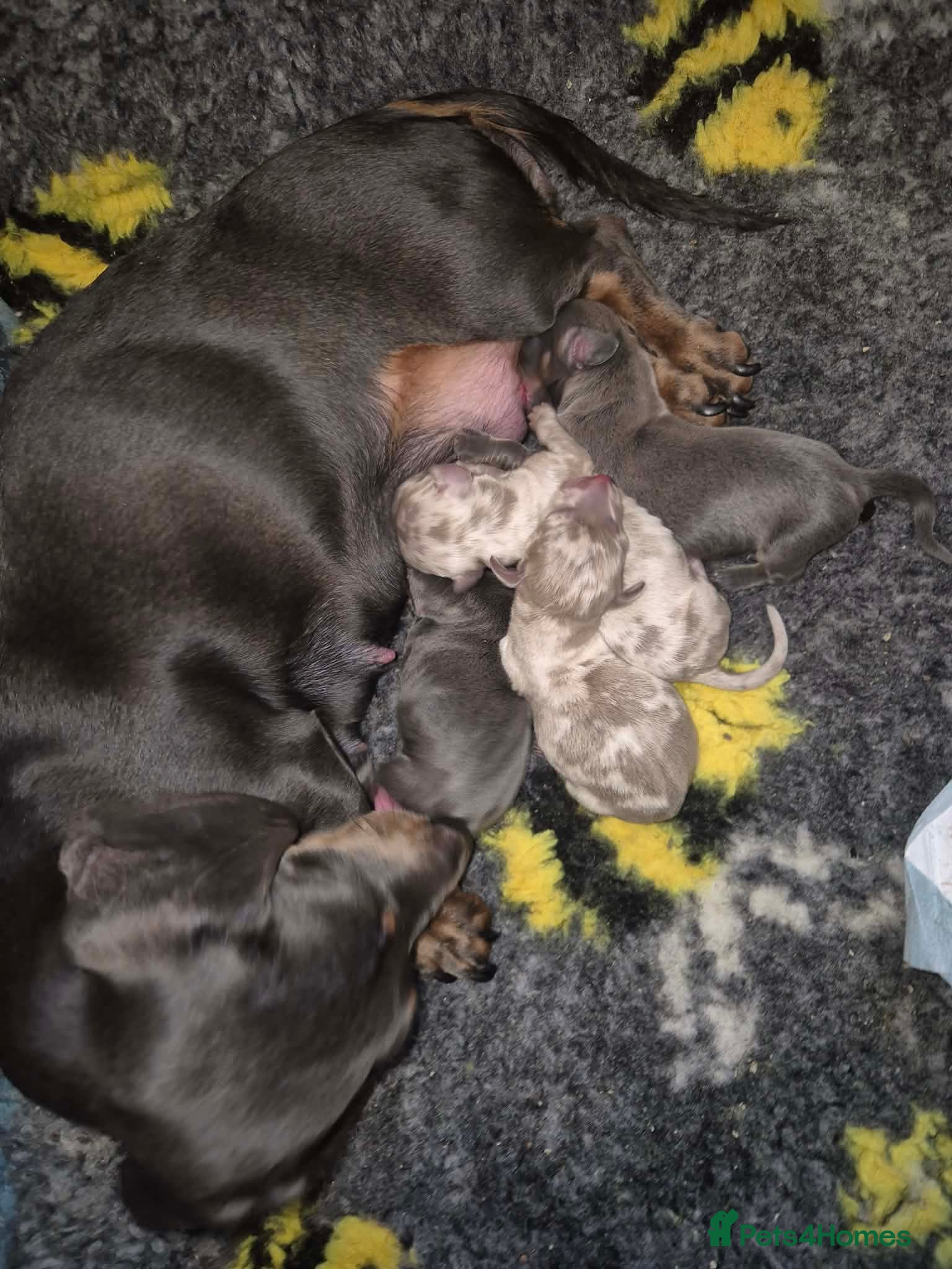 Miniature Dachshund dogs KC Dachshund puppies  - Advert 1