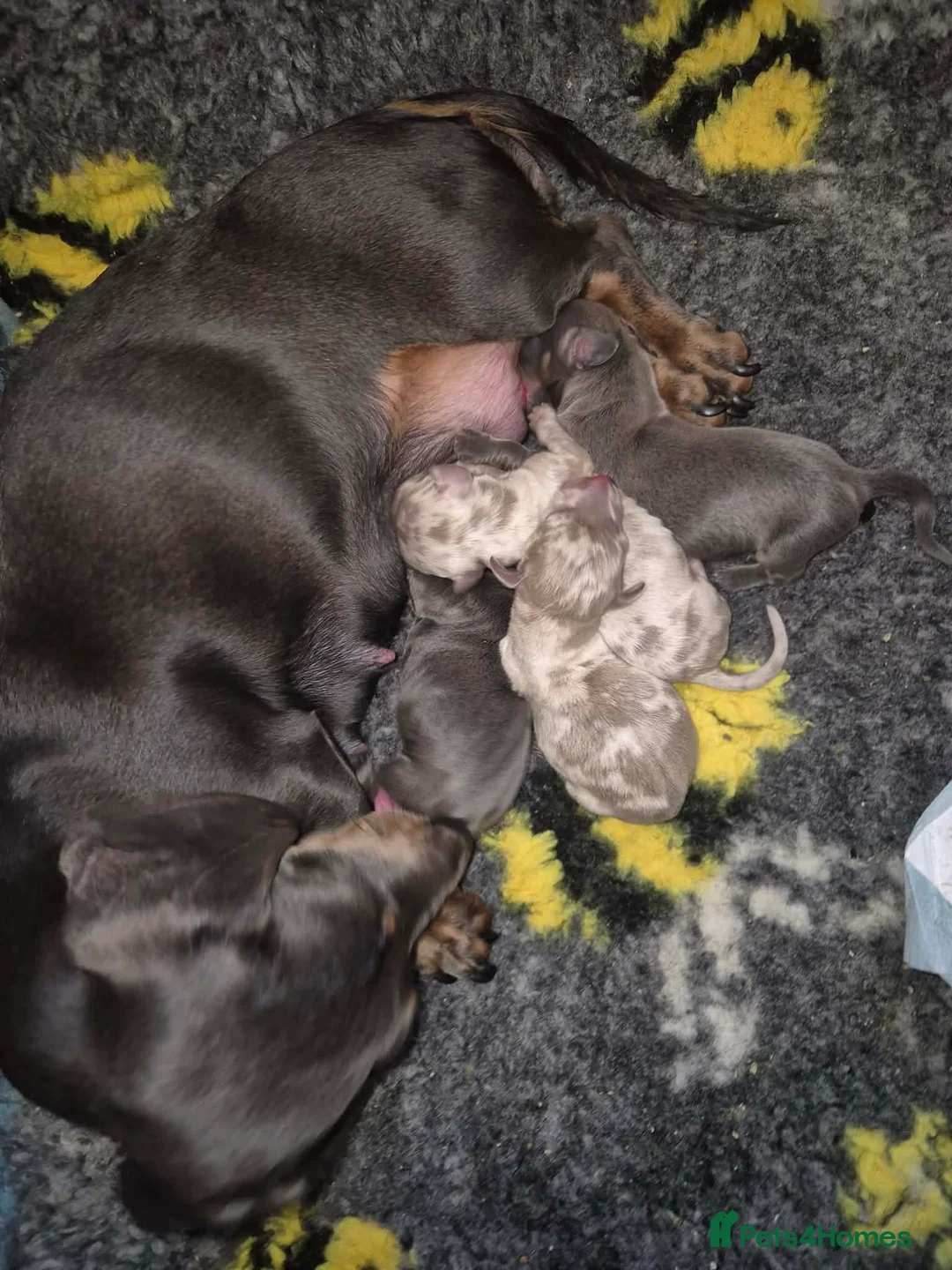 Miniature Dachshund dogs for sale: KC Dachshund puppies  - Advert 1