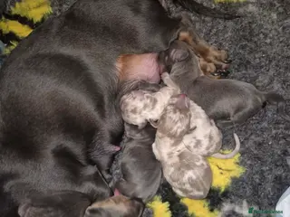 Miniature Dachshund dogs KC Dachshund puppies - Advert 4