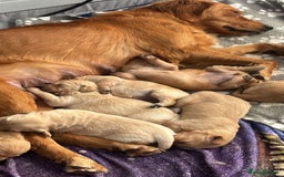 Golden Retriever dogs for sale: Gorgeous litter of 9 Golden Retrievers  - Image 6