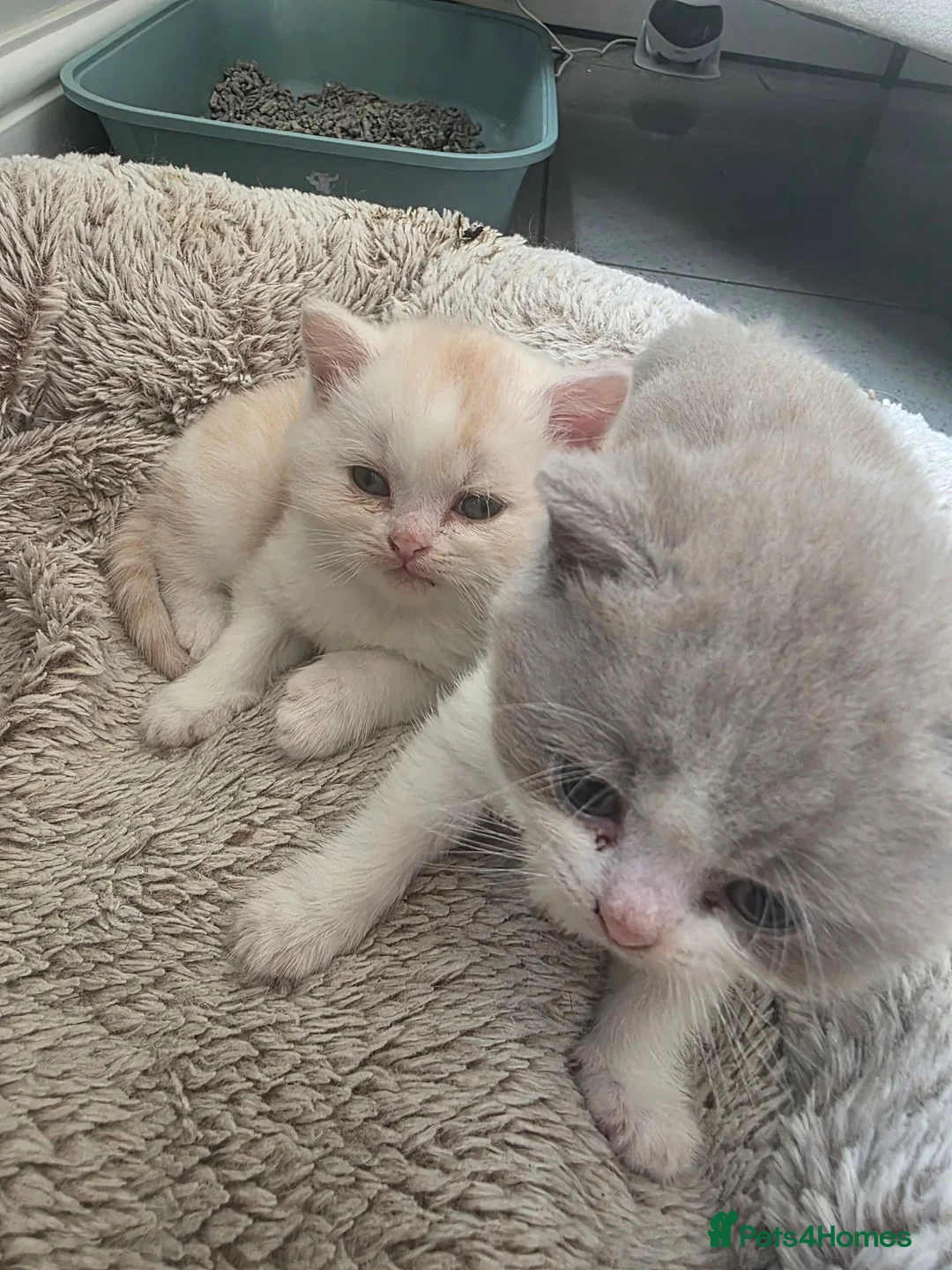 British Shorthair cats for sale: Two Stunning Boys ready to reserve  - Advert 1