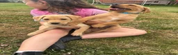 Labrador Retriever dogs for sale: READY TO GONOW 8beautiful labrador kchealthcheaked - Advert 20