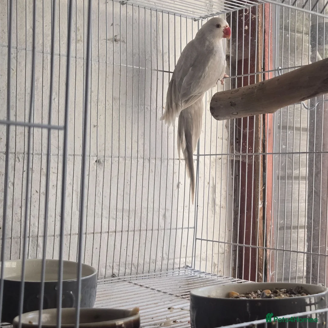 Ringnecks birds for sale: Baby ringneck in Telford - Advert 2