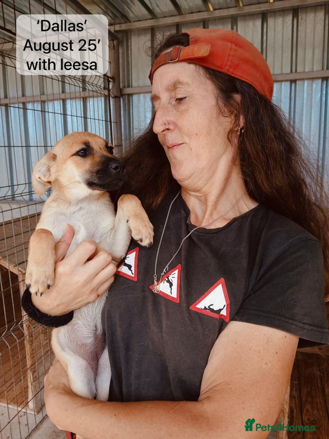 Mixed Breed dogs for adoption: Kansas, 6 mnths approx Available for adoption  - Image 13