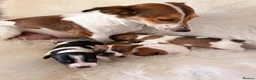 Jack Russell dogs for sale: Jack Russell puppies  in Consett - Advert 5
