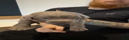 Labrador Retriever dogs for sale: Beautiful KC REG Silver Labrador Puppies  - Advert 19