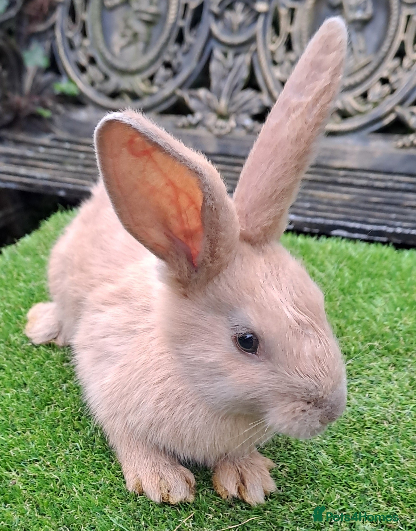Continental Giant rabbits Pure Continental Giants - Vaccinated - RESERVE  😍 - Advert 3