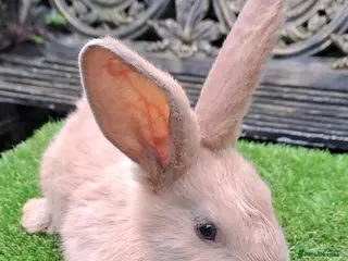 Continental Giant rabbits Pure Continental Giants - Vaccinated - RESERVE 😍 - Advert 3