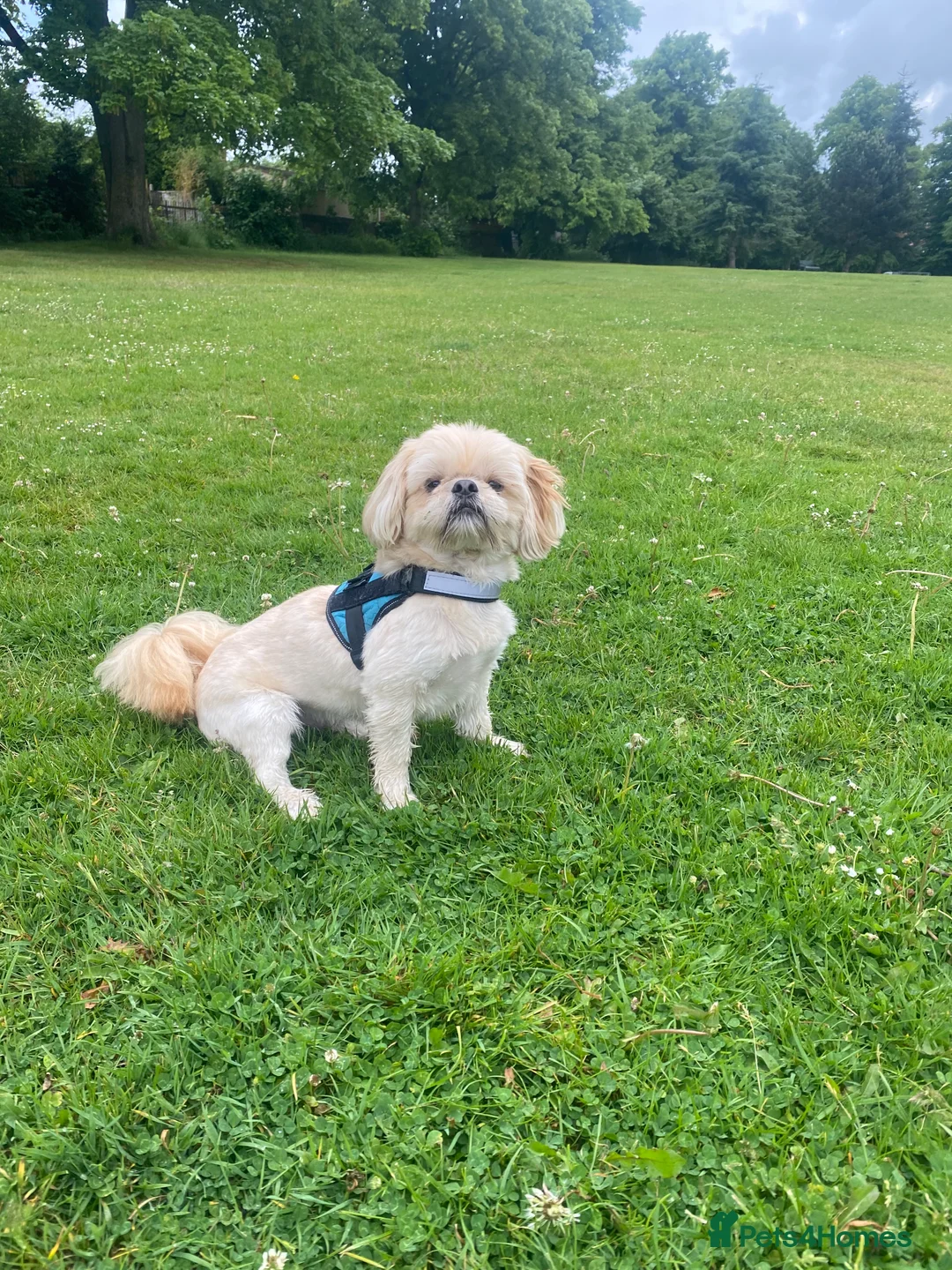 Shih Tzu dogs for sale: Male Shih Tzu Chewie 6 years old - Advert 7