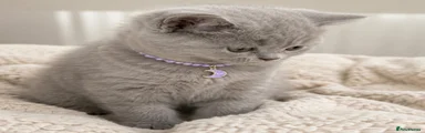 British Shorthair 3