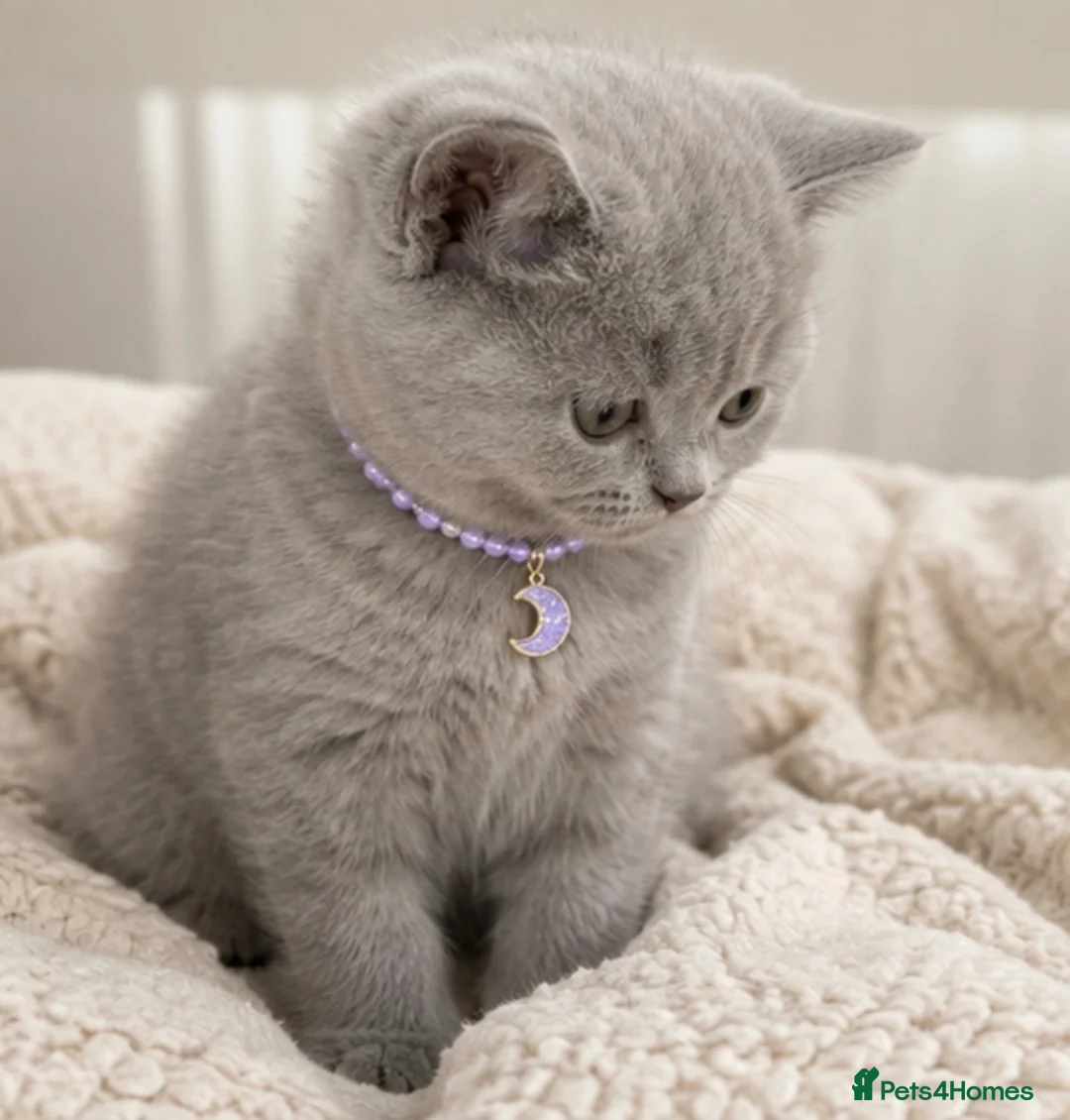 British Shorthair cats for sale: Adorable British Shorthair Kittens  in Bristol - Advert 4