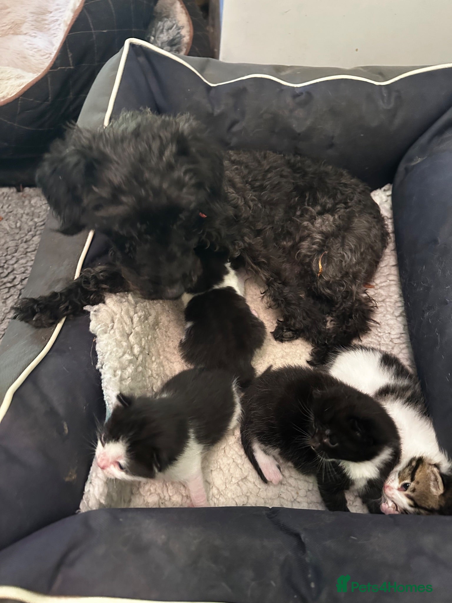 Mixed Breed cats Bengal Tiger Lily crept out for kittens - Advert 2