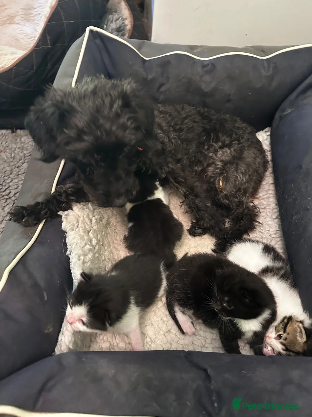 Mixed Breed cats for sale: Bengal Tiger Lily crept out for kittens - Advert 2