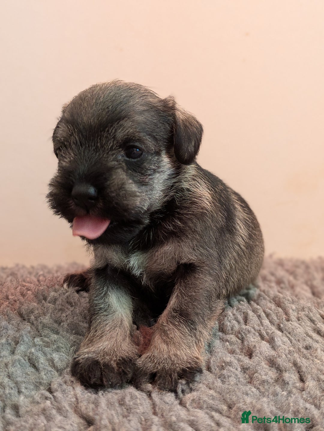 Miniature Schnauzer dogs for sale: Fully Health Tested Clear Miniature Schnauzer Boy - Advert 10