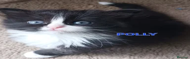Ragdoll Kitten 4