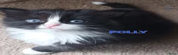 Ragdoll cats for sale: CUTE SOLID RAGDOLL KITTENS  - Advert 2