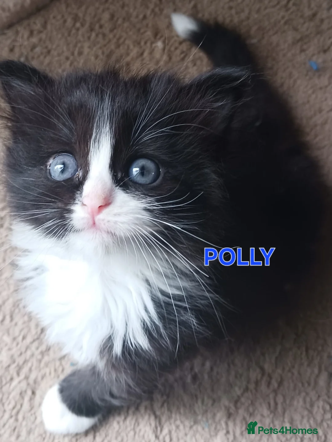 Ragdoll cats for sale: CUTE SOLID RAGDOLL KITTENS  - Advert 2