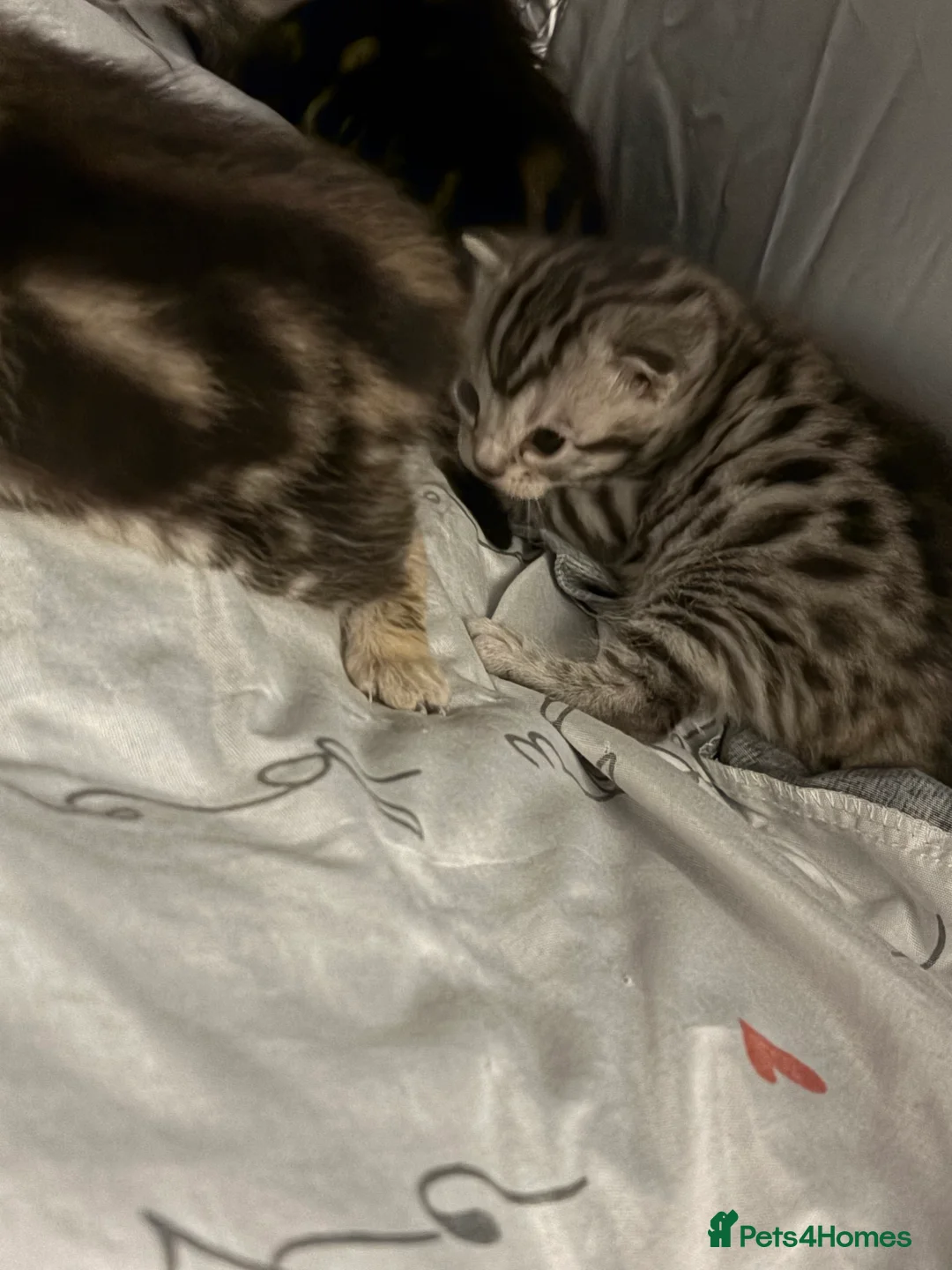 Bengal cats for sale: 3 beautiful kittens  - Advert 4