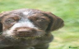 German Wirehaired Pointer dogs for sale: Beautiful Gwps puppies - Image 11