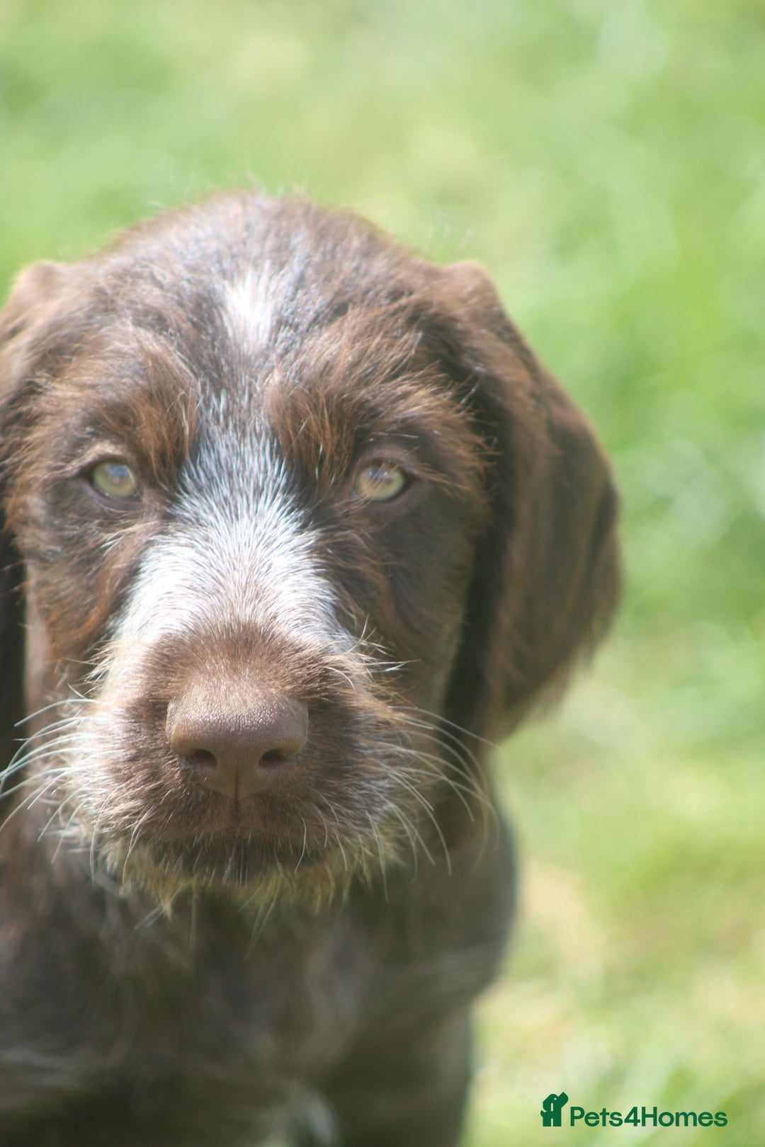 German Wirehaired Pointer dogs for sale: Beautiful Gwps puppies - Image 11
